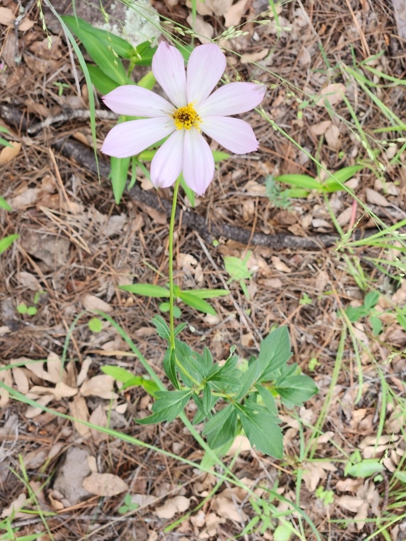 Cosmos pringlei photo 8