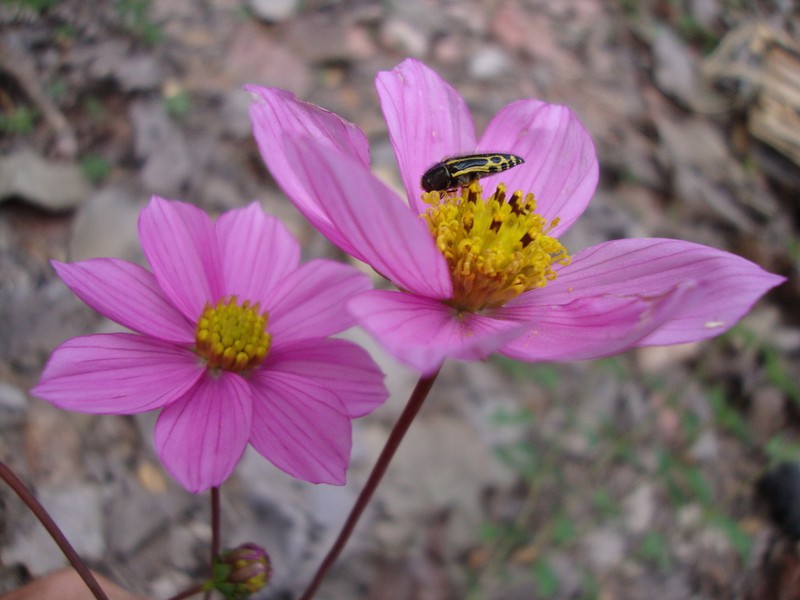 Cosmos pseudoperfoliatus photo 3