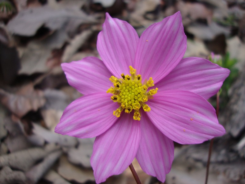 Cosmos pseudoperfoliatus