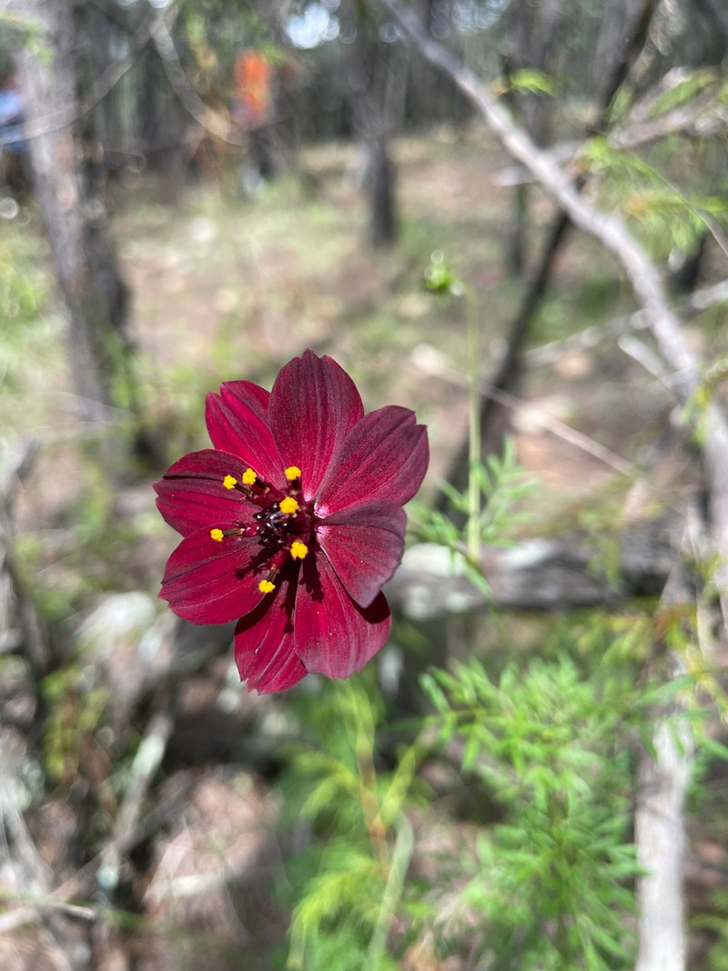 Cosmos purpureus