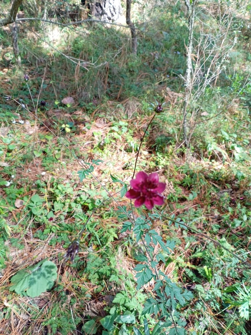 Cosmos purpureus photo 2