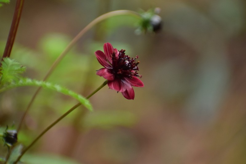 Cosmos purpureus photo 3