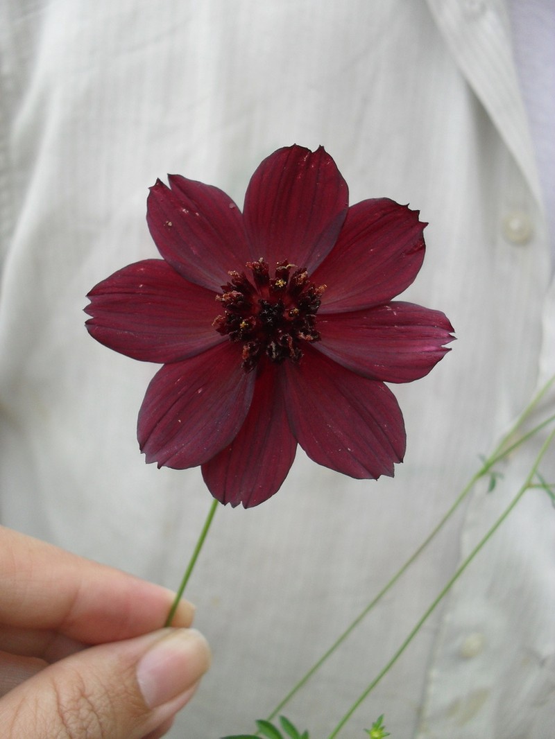 Cosmos purpureus photo 4