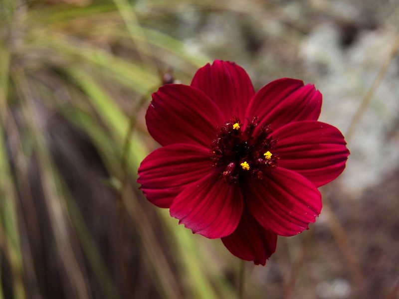 Cosmos purpureus photo 5
