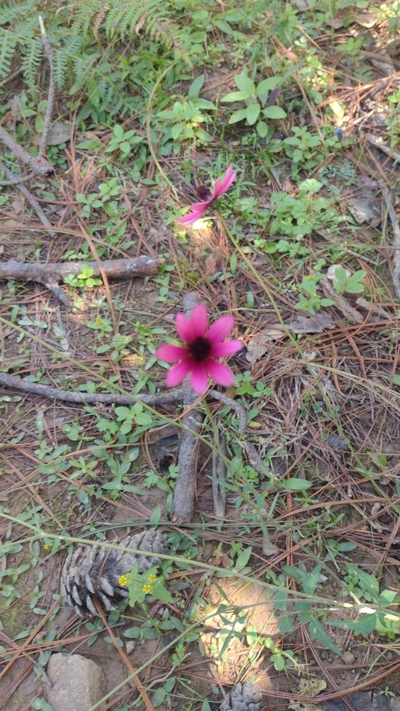 Cosmos purpureus photo 6