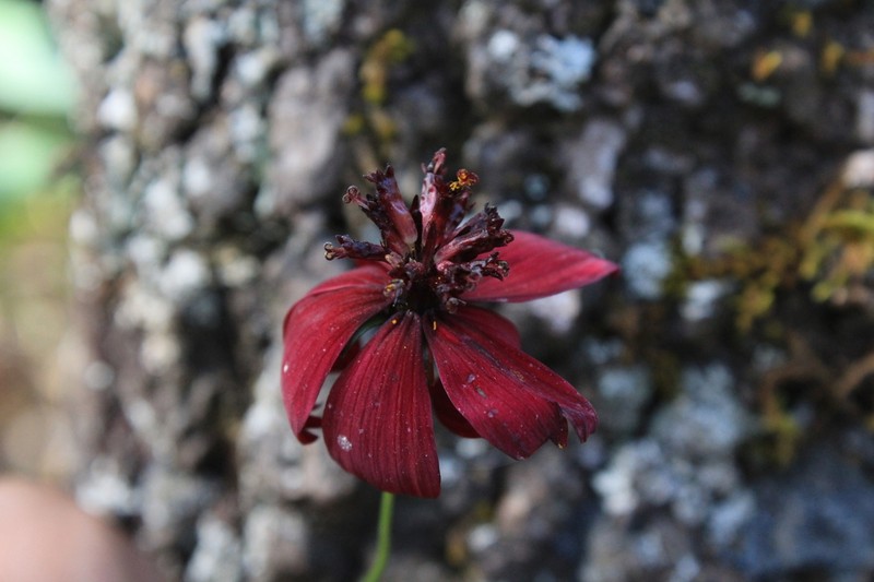 Cosmos purpureus photo 7