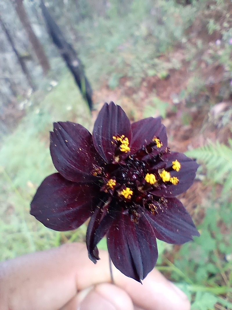 Cosmos purpureus photo 8