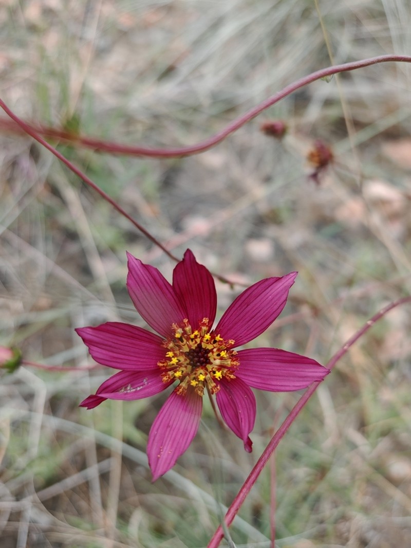 Cosmos ramirezianus