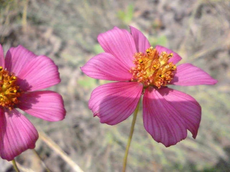 Cosmos ramirezianus photo 2