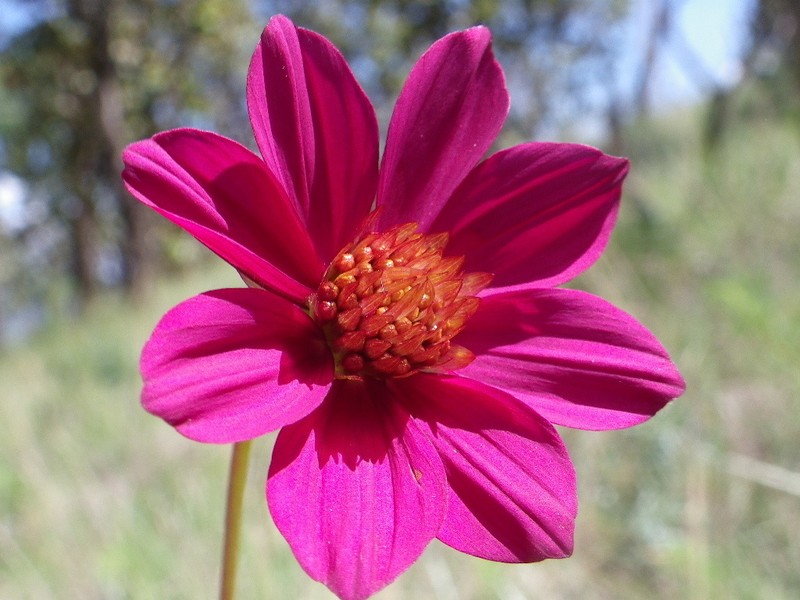 Cosmos ramirezianus photo 3