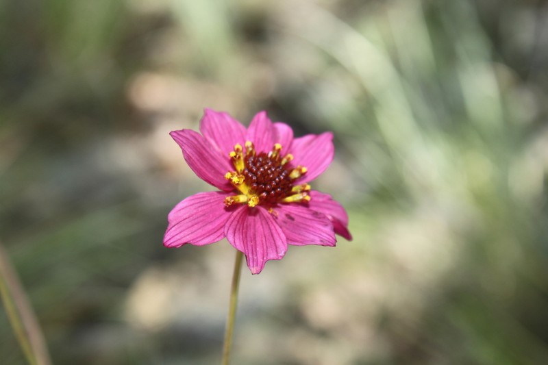 Cosmos ramirezianus photo 4