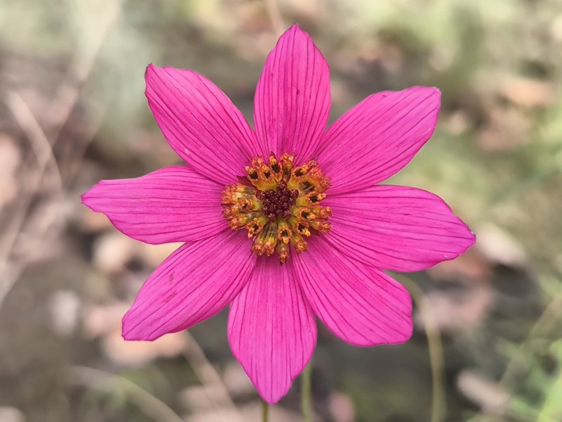 Cosmos ramirezianus photo 5