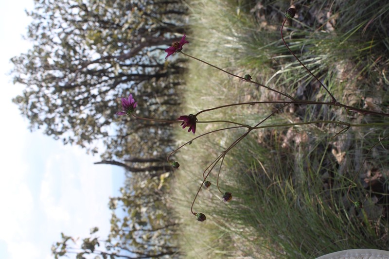 Cosmos ramirezianus photo 6