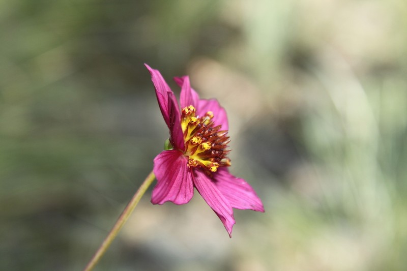 Cosmos ramirezianus photo 7