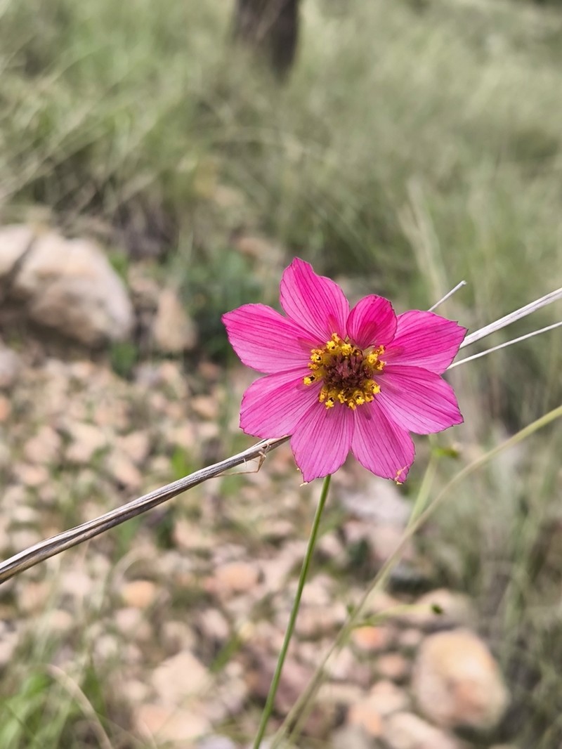 Cosmos ramirezianus photo 8