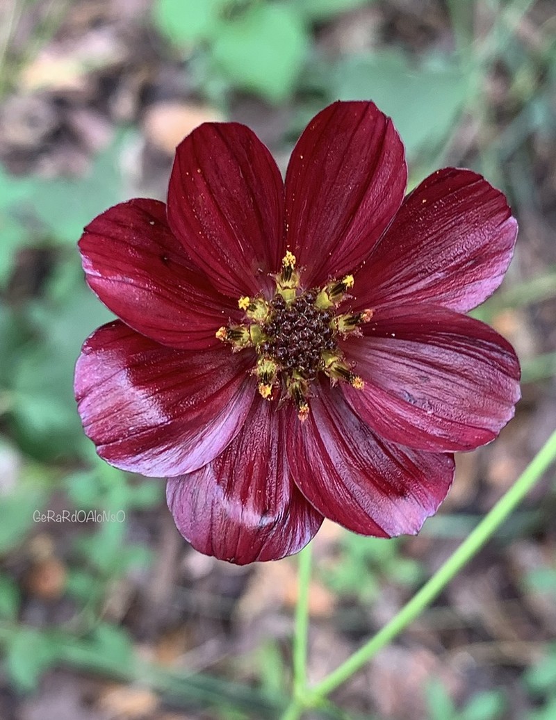 Cosmos scabiosoides photo 2