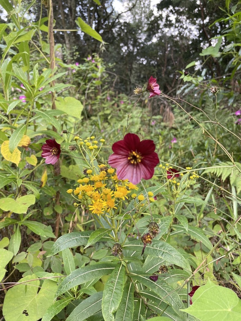 Cosmos scabiosoides photo 3