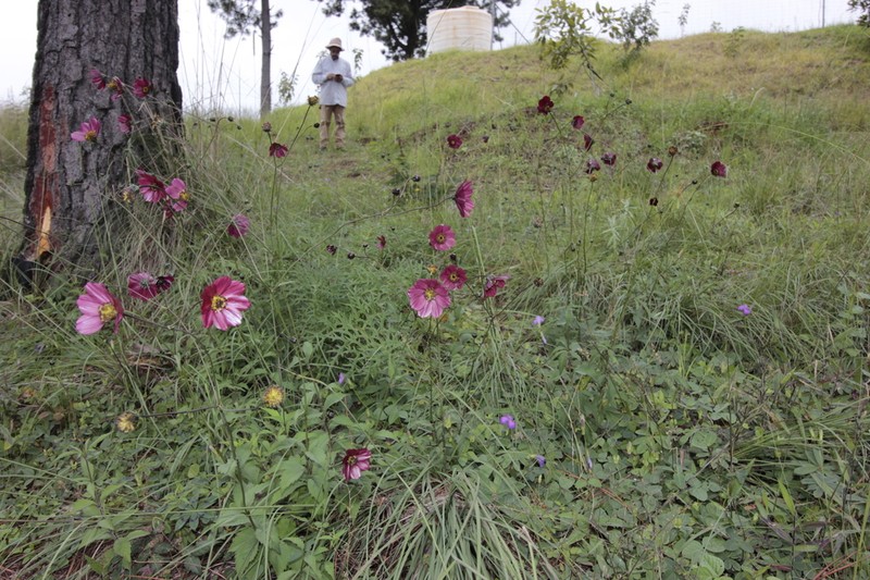 Cosmos scabiosoides photo 4