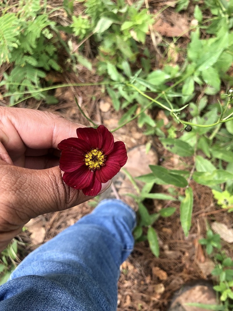 Cosmos scabiosoides photo 5