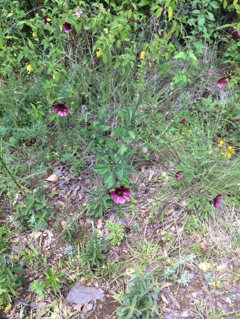 Cosmos scabiosoides photo 6
