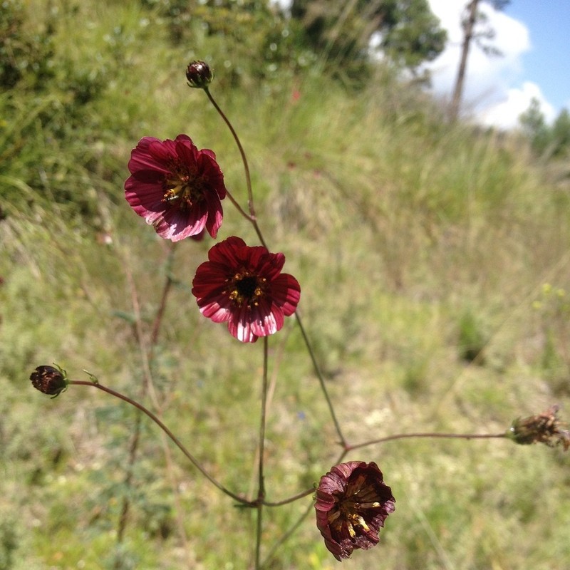 Cosmos scabiosoides photo 7