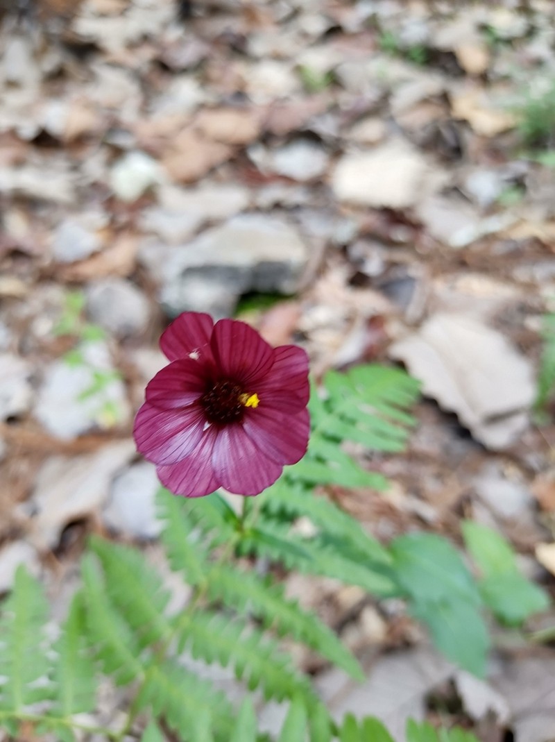 Cosmos scabiosoides photo 8