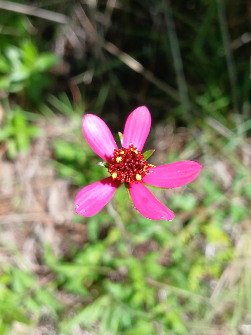 Cosmos schaffneri