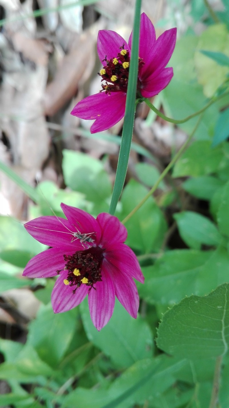Cosmos schaffneri photo 3