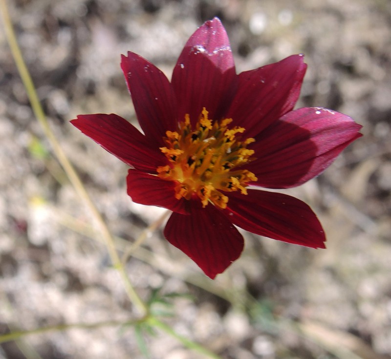 Cosmos sessilis