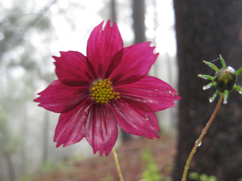 Cosmos sessilis photo 2
