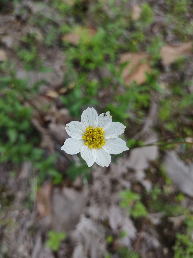 Cosmos sessilis photo 3
