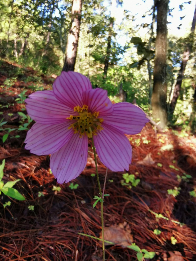 Cosmos sessilis photo 4