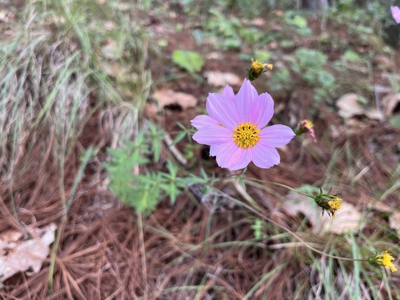 Cosmos sessilis photo 5