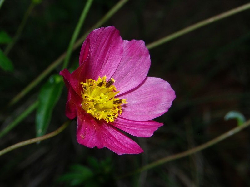 Cosmos sessilis var. sessilis photo 2