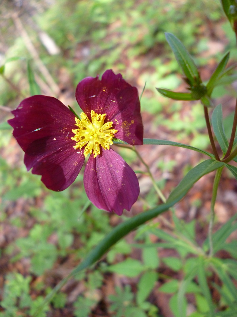 Cosmos sessilis var. stellatus