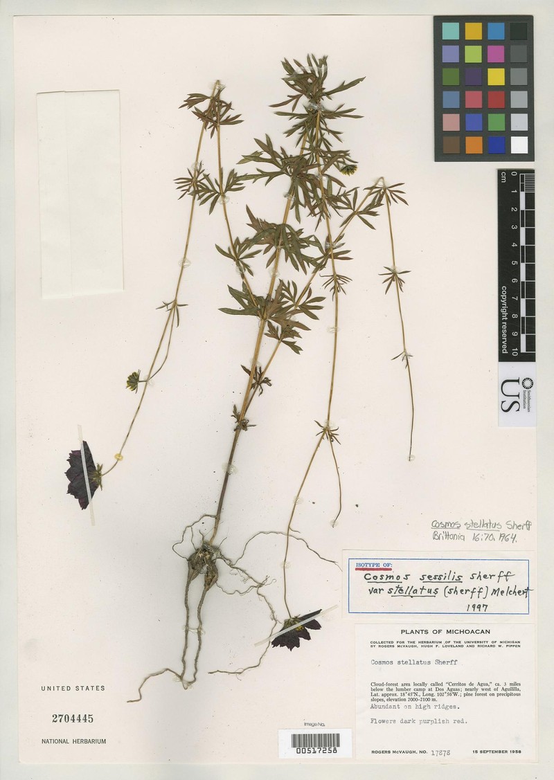 Cosmos sessilis var. stellatus photo 3