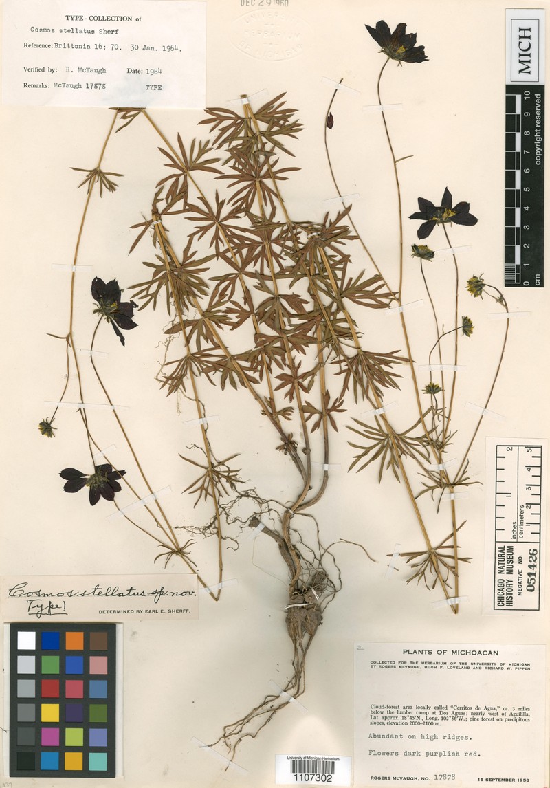 Cosmos sessilis var. stellatus photo 4