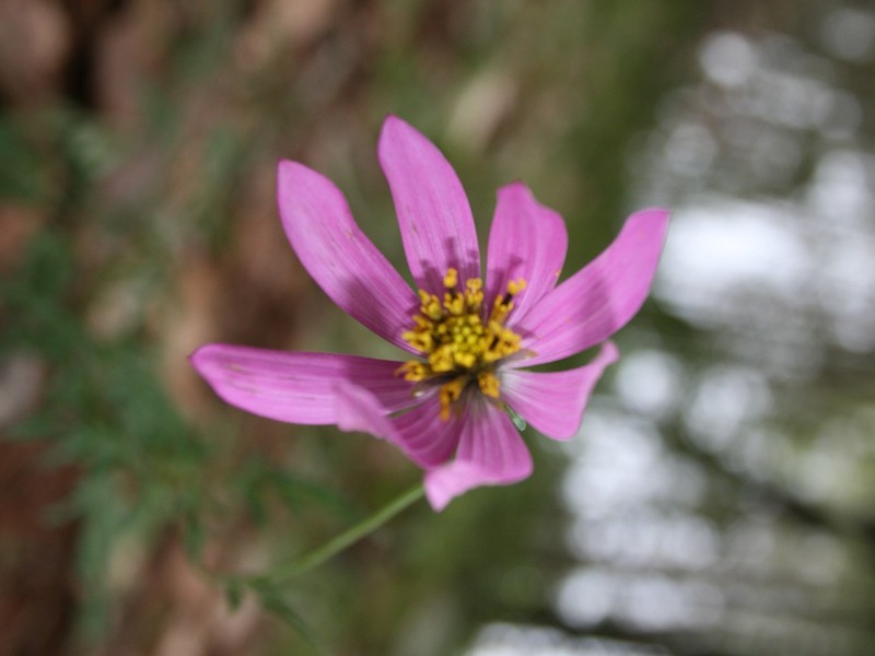 Cosmos sherffii