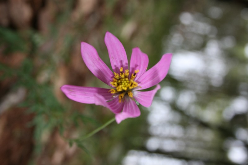 Cosmos sherffii photo 3