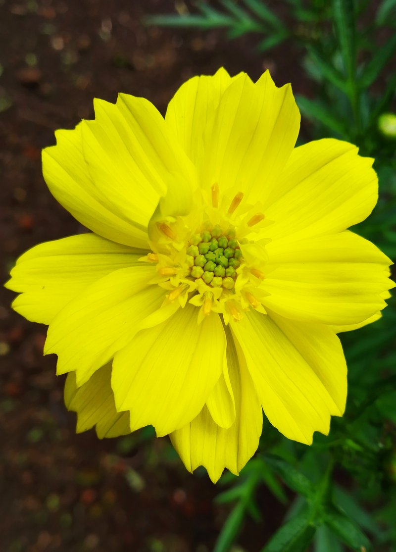 Sulphur Cosmos