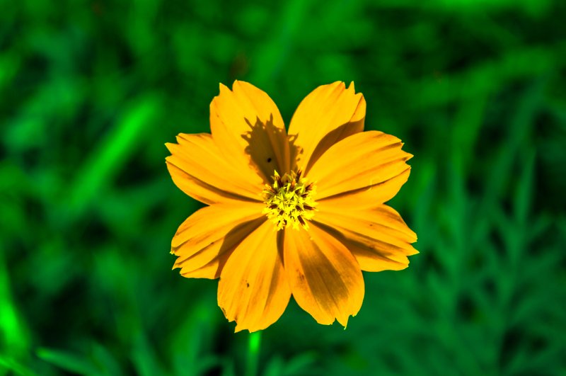 Sulphur Cosmos photo 2