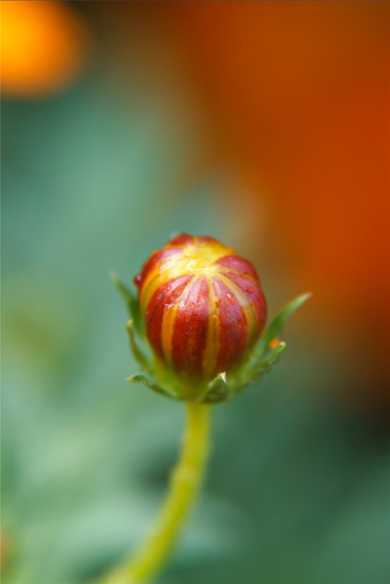 Sulphur Cosmos photo 3