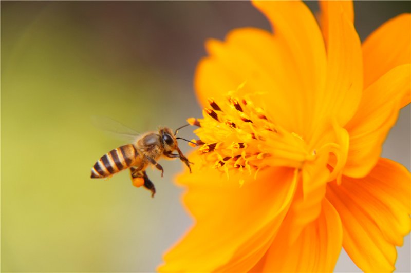 Sulphur Cosmos photo 4