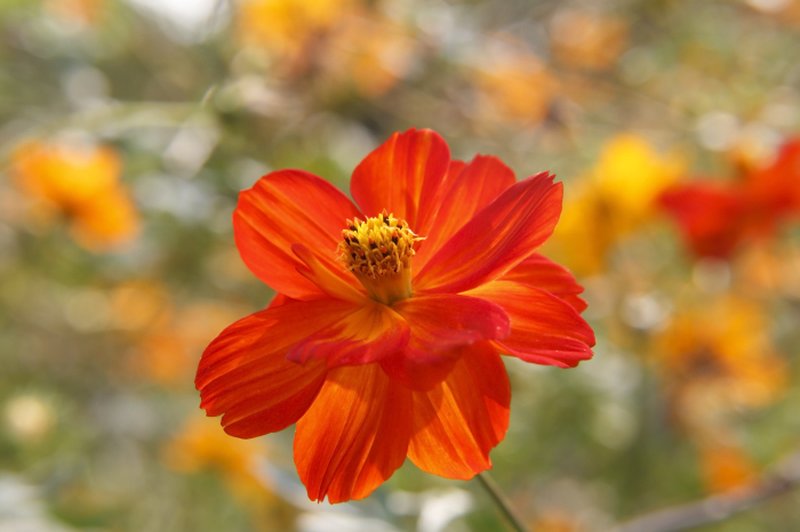 Sulphur Cosmos photo 5