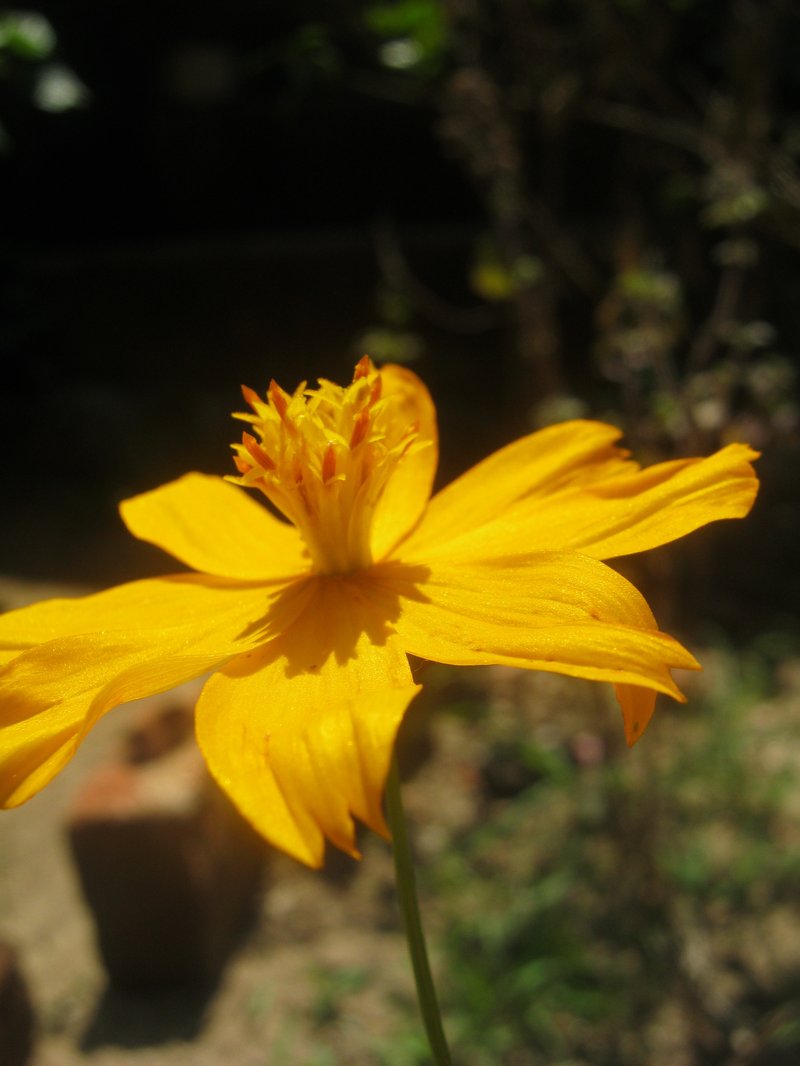Sulphur Cosmos photo 6