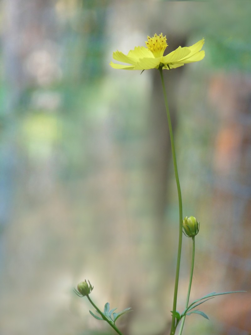 Sulphur Cosmos photo 8