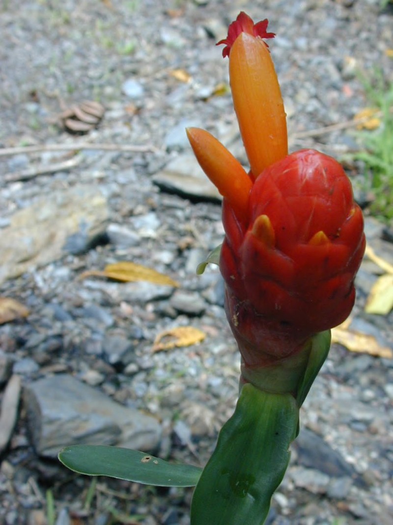 Costus alfredoi photo 2