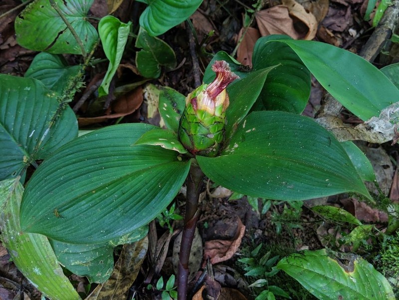 Costus alleniopsis
