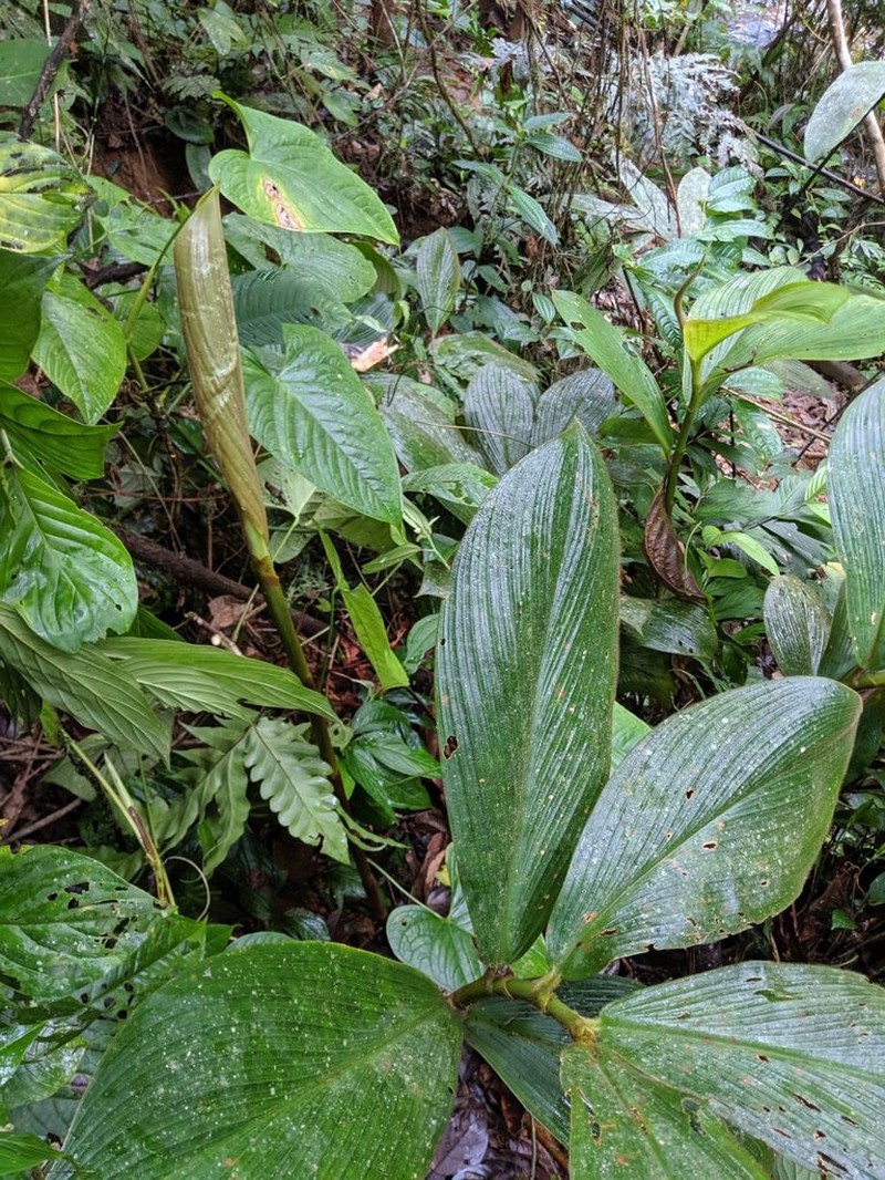 Costus alleniopsis photo 2