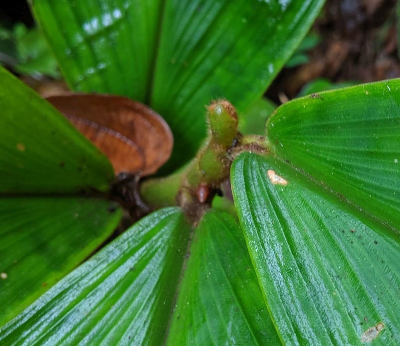 Costus alleniopsis photo 3